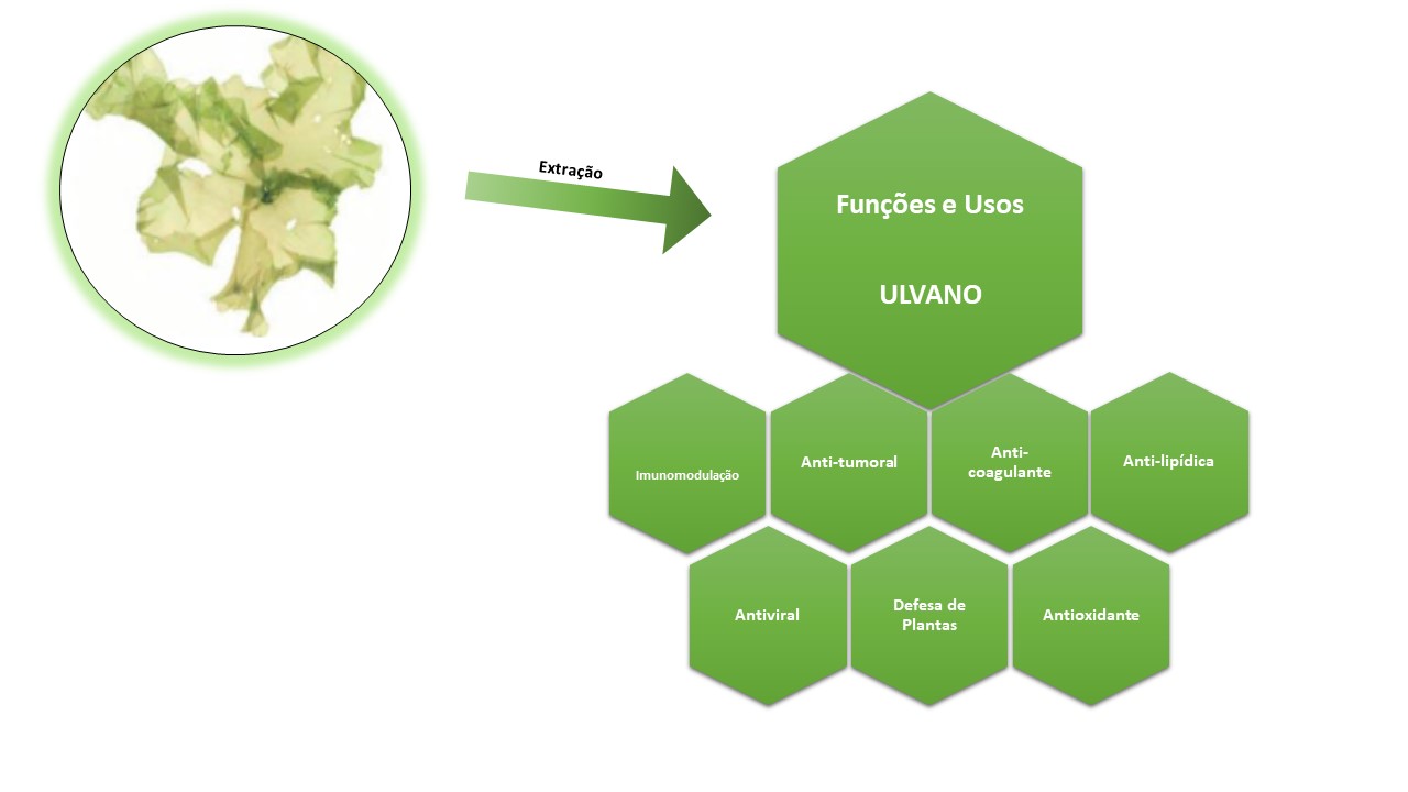 Porquê cultivar Ulva sp.? – Compostos Bioativos   